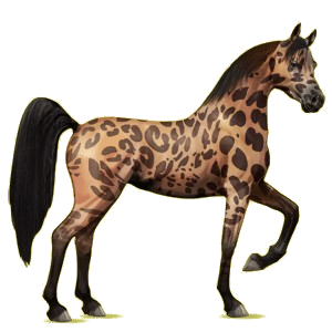 Pegasus-Reitpferd Araber Dunkelbrauner