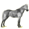 Pony Deutsches Reitpony Brauner