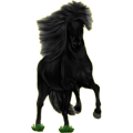 Reitpferd Isländer Rappe