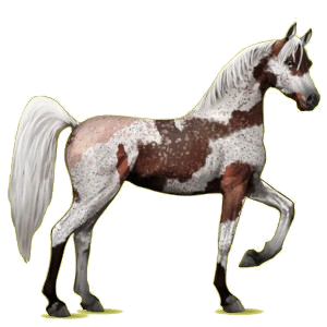 Reitpferd Araber Hellgrau