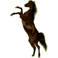 Reitpferd Araber Dunkelbrauner