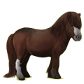 Pony Shetlandpony Apfelschimmel