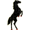 Reitpferd Mustang Roan