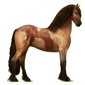 Reitpferd Friese Rappe