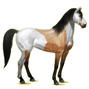 Reitpferd Mustang Roan