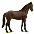 Reitpferd Oldenburger Rappe