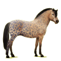 Pony Braunfalben