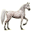 Reitpferd Araber Hellgrau