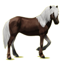 Reitpferd Isländer Rappe