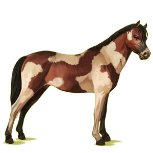 Pony Deutsches Reitpony Dunkelbrauner