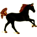 Reitpferd Araber Dunkelfuchs