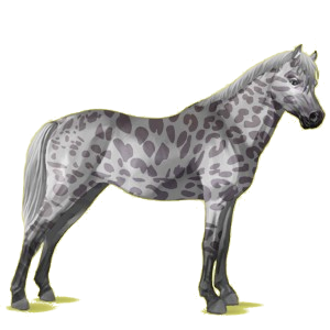 Pony Deutsches Reitpony Fuchs