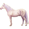 Reitpferd Andalusier Hellgrau
