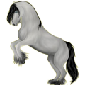 Reitpferd Lipizzaner Apfelschimmel