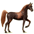 Reitpferd Araber Falbe