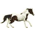 Reitpferd Paint Horse Brauner mit Overo-Scheckung