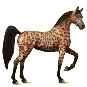 Reitpferd Araber Hellgrau