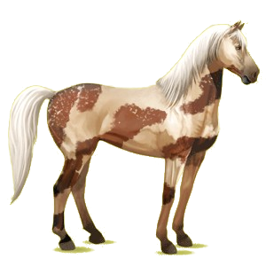 Reitpferd Mustang Falbe