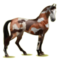 Reitpferd Marwari Dunkelbrauner