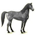 Reitpferd Mustang Roan