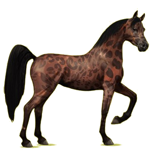 Reitpferd Araber Mausgrau