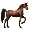 Reitpferd Araber Apfelschimmel