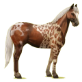 Reitpferd Paint Horse Brauner mit Tovero-Scheckung 