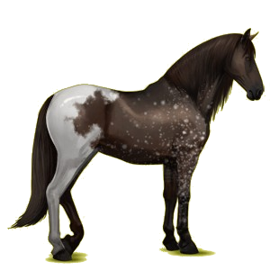 Reitpferd Andalusier Rappe