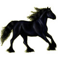 Reitpferd Friese Rappe