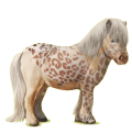 Pony Shetlandpony Rappe