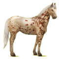 Reitpferd Paint Horse Overo-Fuchsschecke