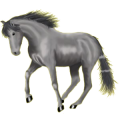 Reitpferd Oldenburger Apfelschimmel