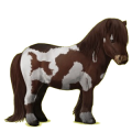 Pony Shetlandpony Brauner