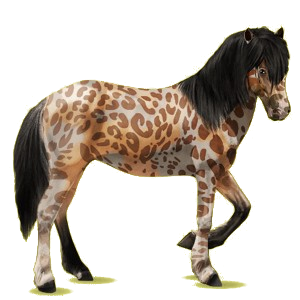 Reitpferd Brumby Fuchs