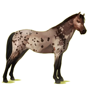 Pony Deutsches Reitpony Brauner