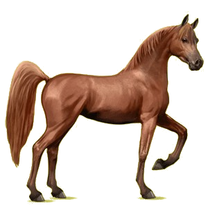 Reitpferd Araber Fuchs