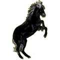 Reitpferd Isländer Rappe