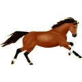 Reitpferd Don-Pferd Rotbrauner