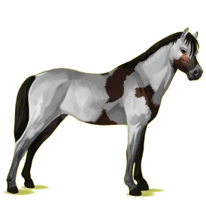 Pony Deutsches Reitpony Rappe