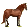 Reitpferd Andalusier Apfelschimmel