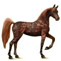 Reitpferd Araber Brauner