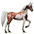 Reitpferd Araber Apfelschimmel
