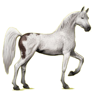 Reitpferd Araber Hellgrau