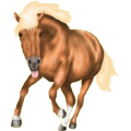 Pony Shetlandpony Rappe