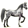 Reitpferd Araber Apfelschimmel