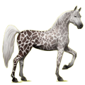 Reitpferd Araber Hellgrau