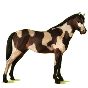 Pegasus-Pony Deutsches Reitpony Brauner