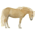 Pony Deutsches Reitpony Roan