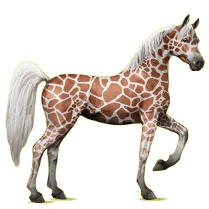 Reitpferd Araber Hellgrau