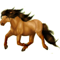 Reitpferd Isländer Rappe